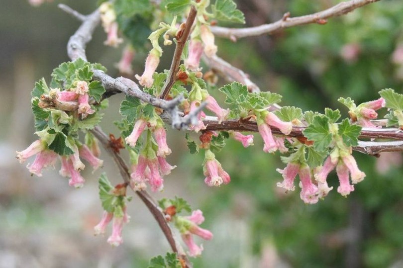 Viaszribiszke - ribizli - ribiszke, Ribes cereum, fagytűrő, télálló, gyümölcs
